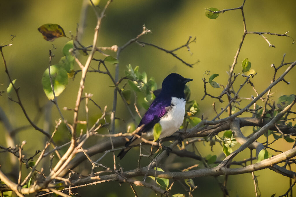 Violet-backed Starling