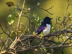 Violet-backed Starling