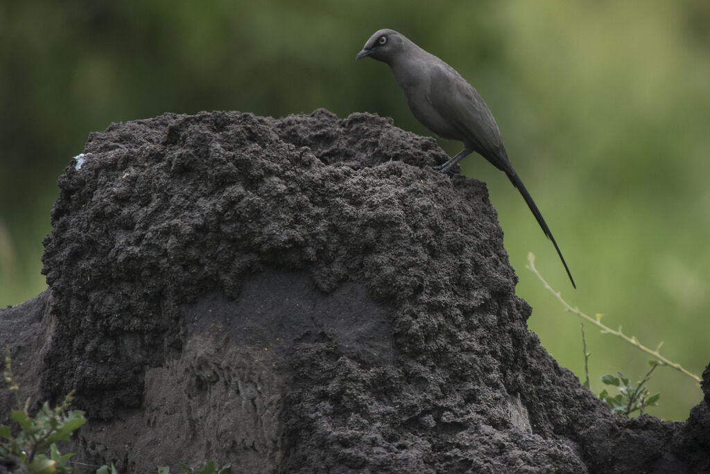 Ashy Starling