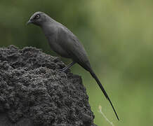 Ashy Starling