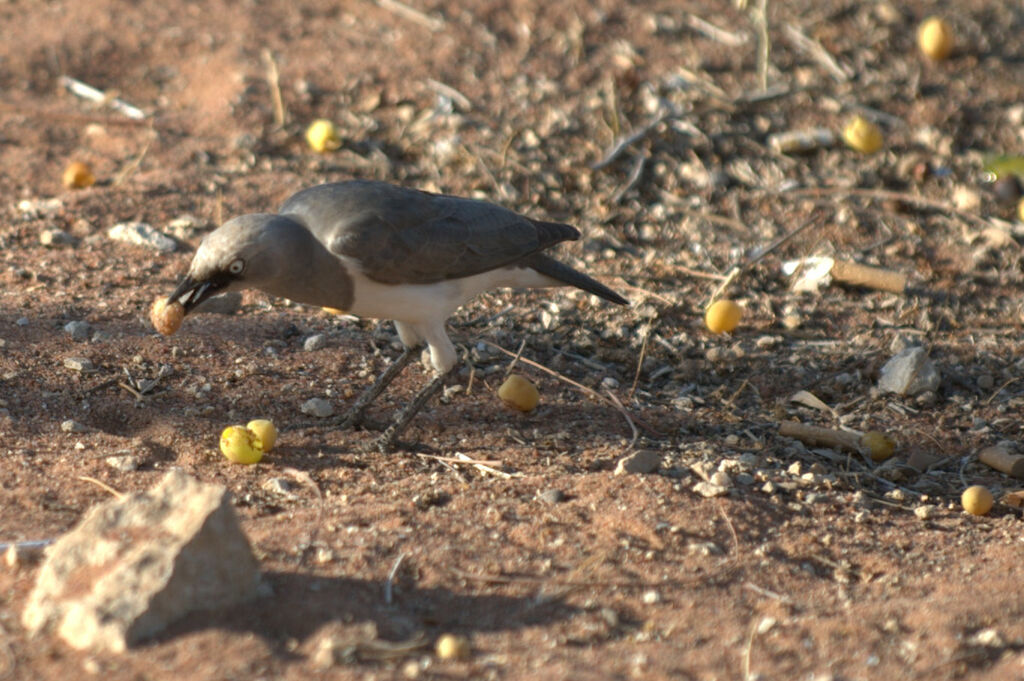 Fischer's Starling