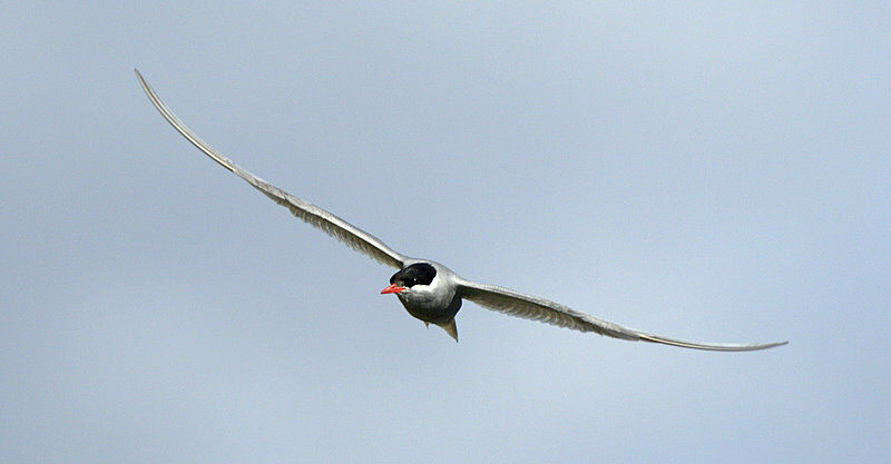 Kerguelen Tern