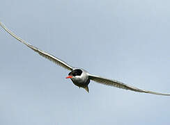 Kerguelen Tern