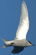 Kerguelen Tern