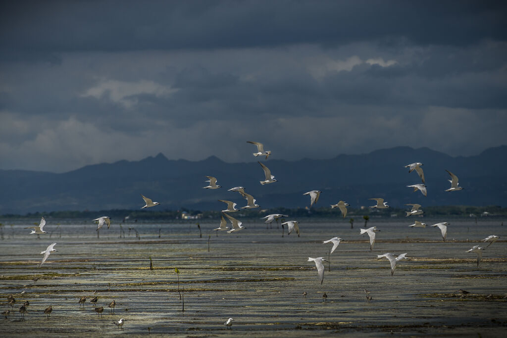 Gull-billed Tern, Flight