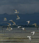 Gull-billed Tern