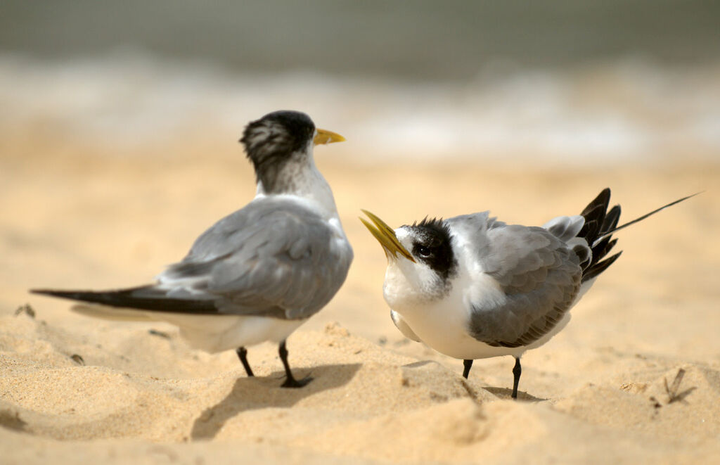 Greater Crested Tern