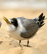 Greater Crested Tern