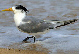 Greater Crested Tern