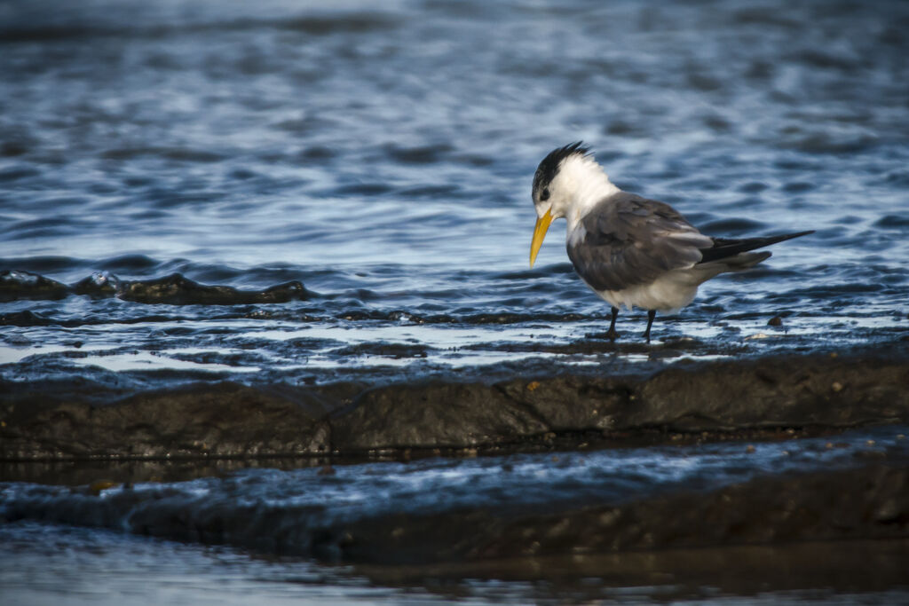 Greater Crested Tern