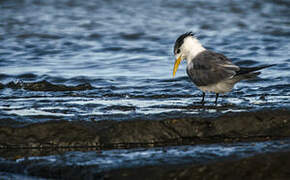 Greater Crested Tern