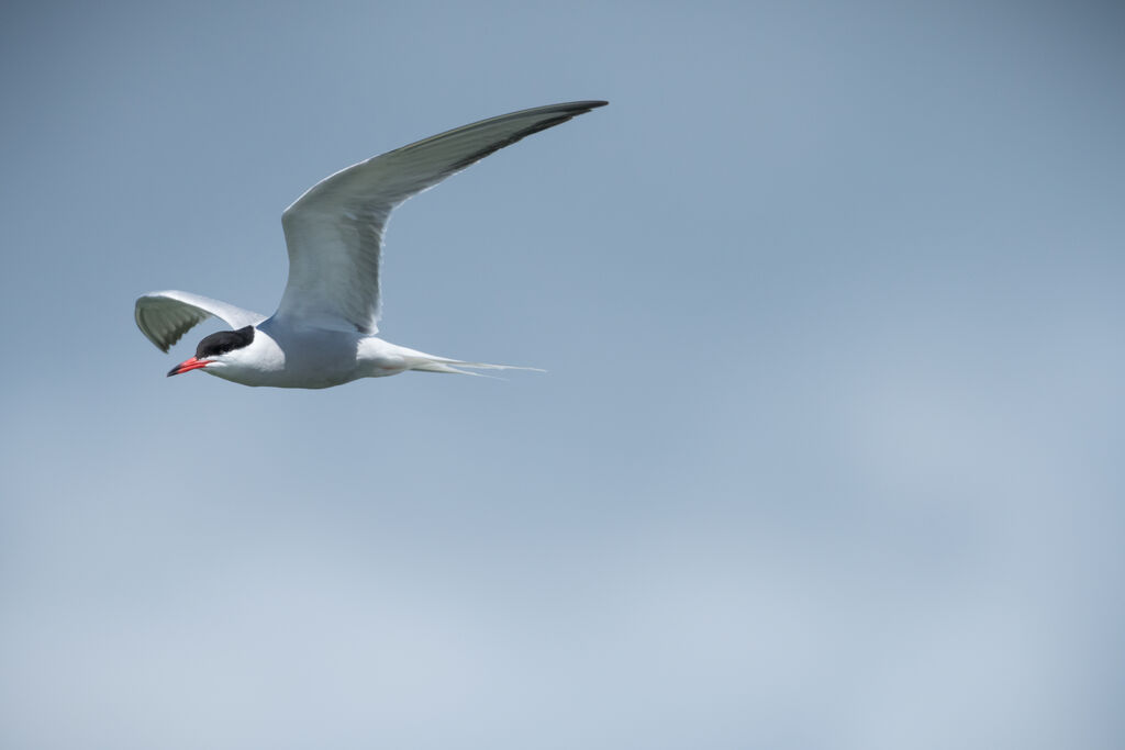 Common Tern