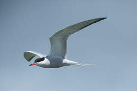 Common Tern