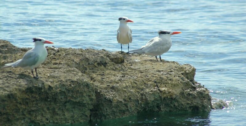 Royal Tern