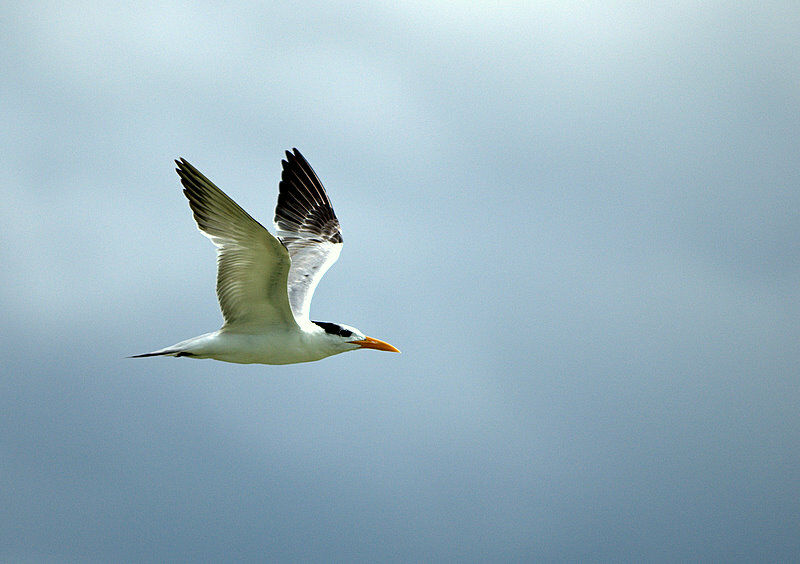 Royal Tern