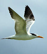 Royal Tern