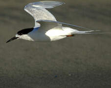 White-fronted Tern