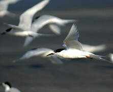 White-fronted Tern