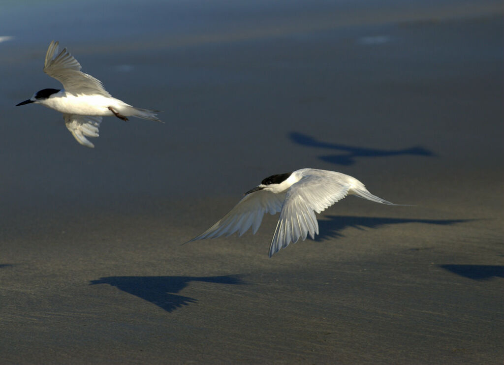 White-fronted Tern