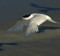 White-fronted Tern