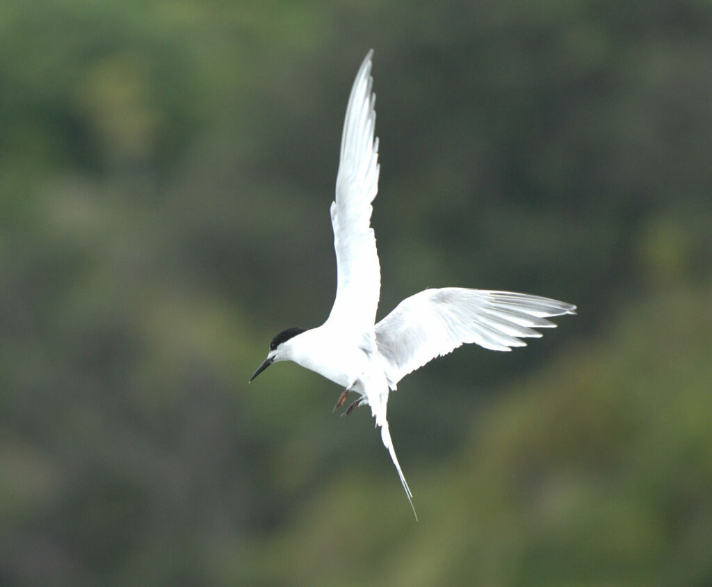 White-fronted Tern