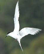 White-fronted Tern