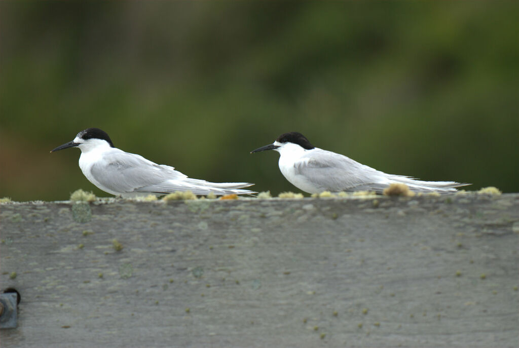 White-fronted Tern