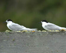 White-fronted Tern