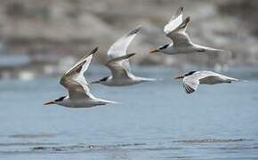 Lesser Crested Tern