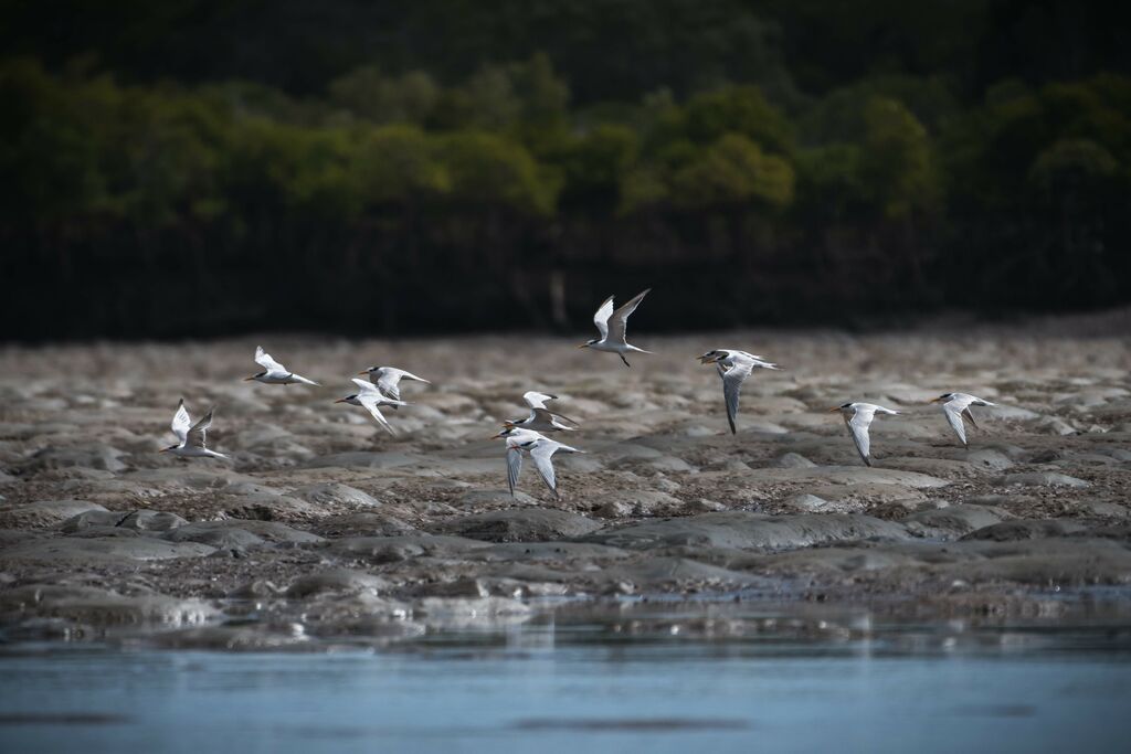 Lesser Crested Tern