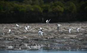 Lesser Crested Tern