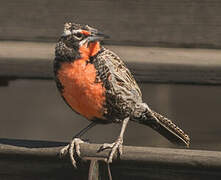 Long-tailed Meadowlark