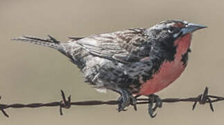 Long-tailed Meadowlark