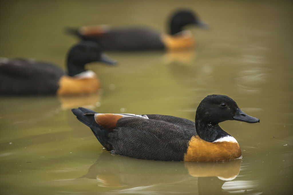 Australian Shelduck