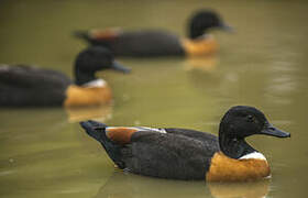 Australian Shelduck