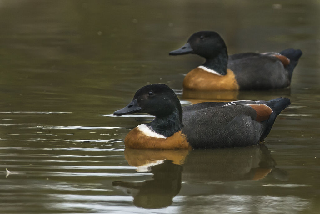 Australian Shelduck