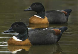 Australian Shelduck