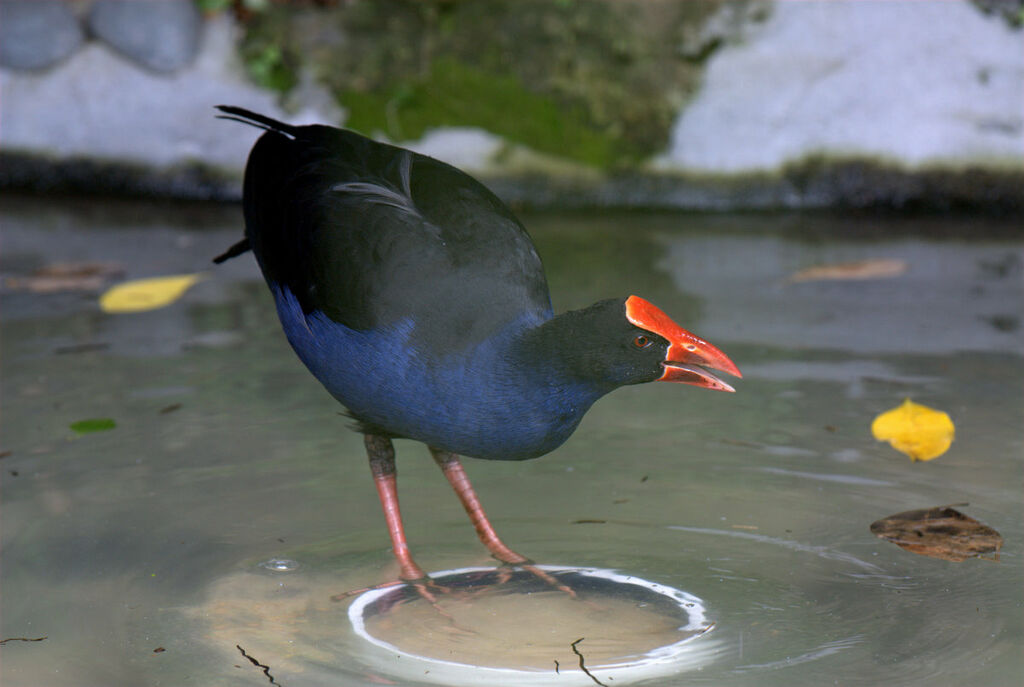 Australasian Swamphen