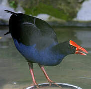 Australasian Swamphen