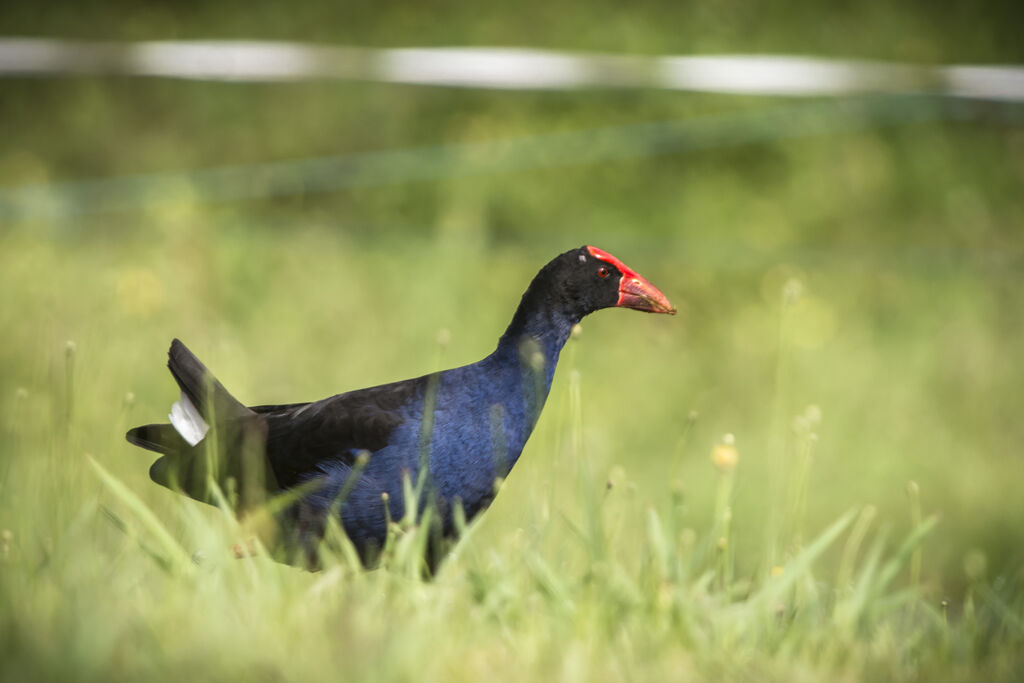 Australasian Swamphen