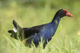 Australasian Swamphen