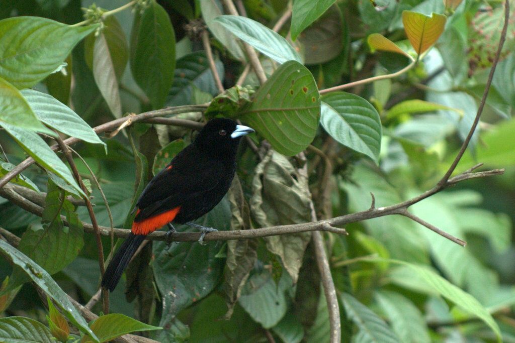 Scarlet-rumped Tanager