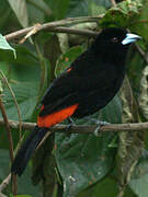 Scarlet-rumped Tanager