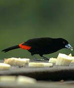 Scarlet-rumped Tanager