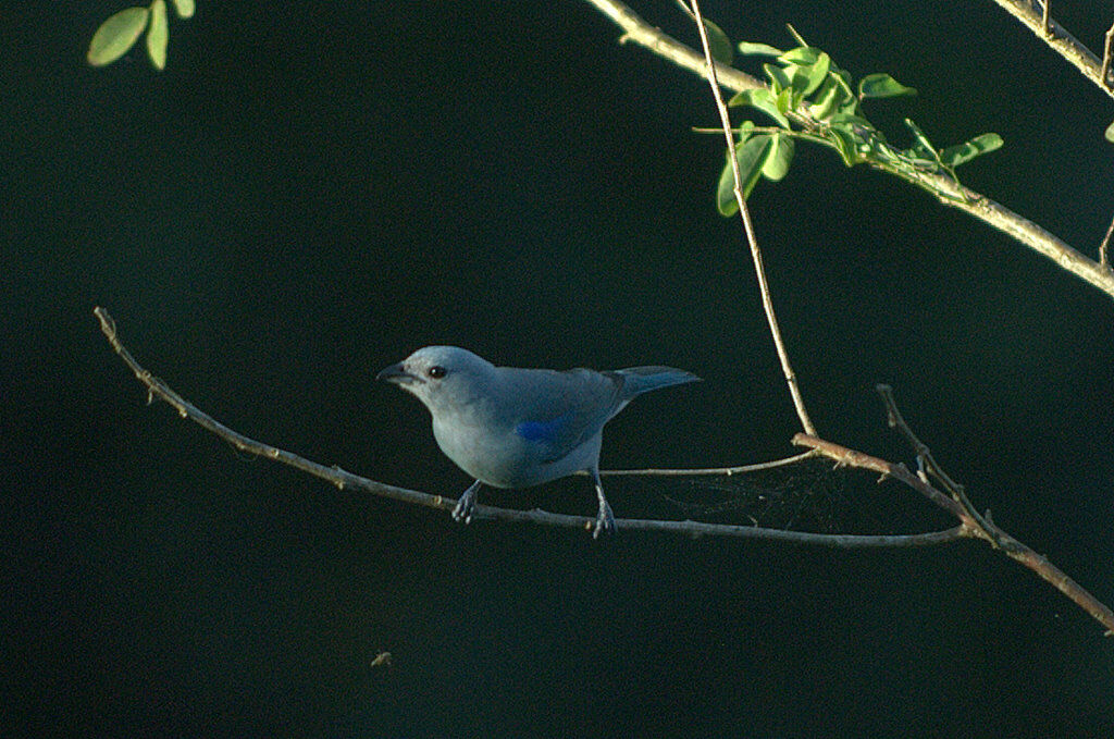 Blue-grey Tanager