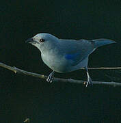 Blue-grey Tanager