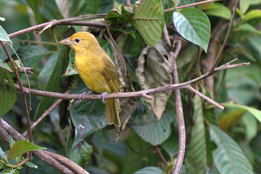 Summer Tanager