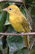 Summer Tanager