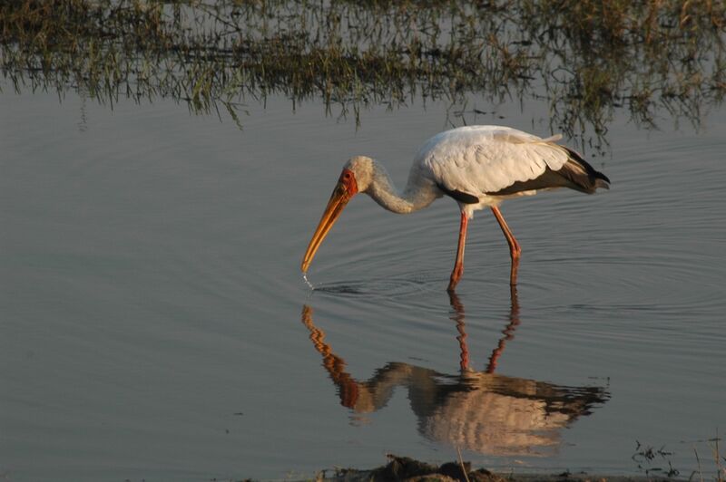 Yellow-billed Stork