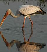 Yellow-billed Stork